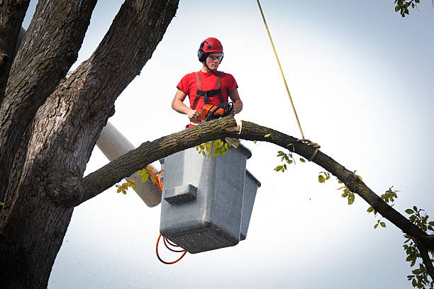 The Steps Involved in Our Tree Care Process in Gunnison, UT